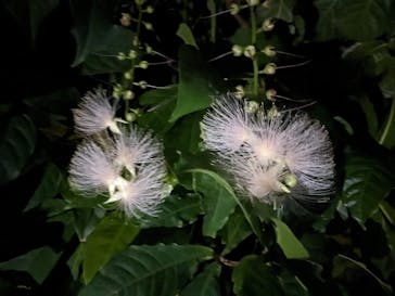 西表島 ADVENTURE PiPi（アドベンチャーピピ）に投稿された画像（2023/7/2）