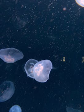 サンシャイン水族館に投稿された画像（2023/7/2）