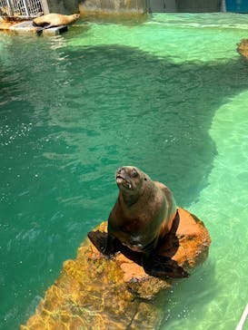 城崎マリンワールドに投稿された画像（2023/7/2）
