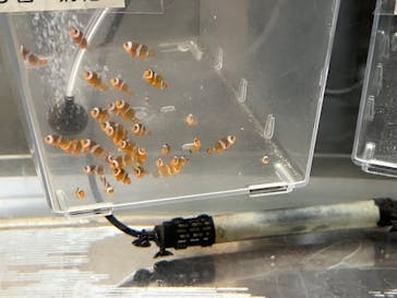 城崎マリンワールドに投稿された画像（2023/7/2）