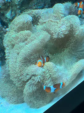 マクセル アクアパーク品川に投稿された画像（2023/7/2）