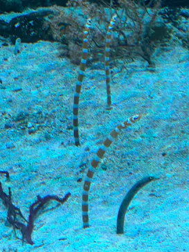 マクセル アクアパーク品川に投稿された画像（2023/7/2）