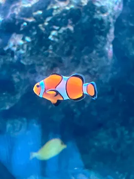 マクセル アクアパーク品川に投稿された画像（2023/7/2）