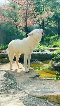 那須どうぶつ王国に投稿された画像（2023/7/2）