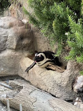 サンシャイン水族館に投稿された画像（2023/7/3）