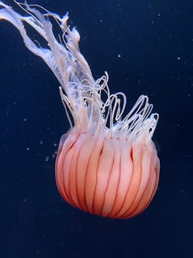 サンシャイン水族館に投稿された画像（2023/7/3）