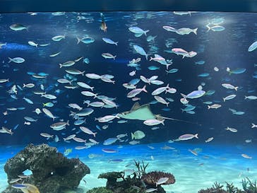 サンシャイン水族館に投稿された画像（2023/7/3）