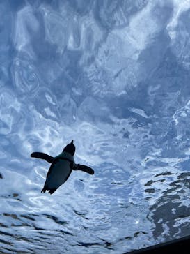 サンシャイン水族館に投稿された画像（2023/7/3）