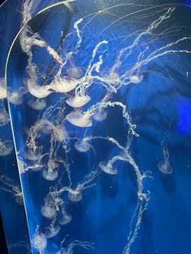 鴨川シーワールドに投稿された画像（2023/7/3）