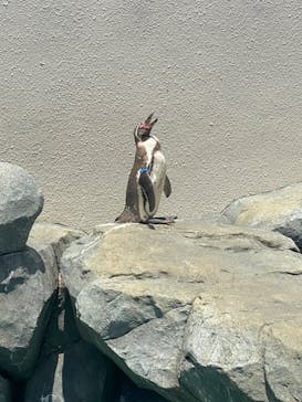 鴨川シーワールドに投稿された画像（2023/7/3）