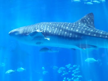 沖縄美ら海水族館に投稿された画像（2023/7/3）