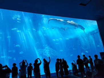 沖縄美ら海水族館に投稿された画像（2023/7/3）