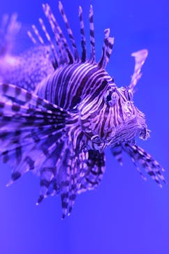 アクアワールド茨城県大洗水族館に投稿された画像（2023/7/3）