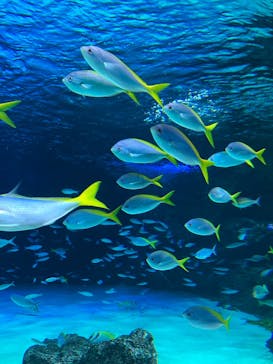 サンシャイン水族館に投稿された画像（2023/7/3）