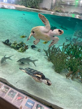 鴨川シーワールドに投稿された画像（2023/7/3）