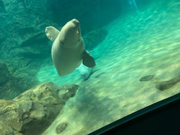 名古屋港水族館に投稿された画像（2023/7/3）