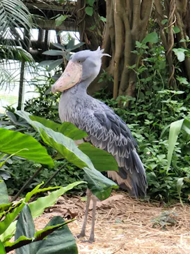 神戸どうぶつ王国に投稿された画像（2023/7/3）