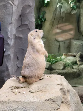 神戸どうぶつ王国に投稿された画像（2023/7/3）