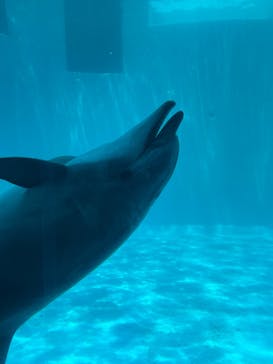 名古屋港水族館に投稿された画像（2023/7/3）