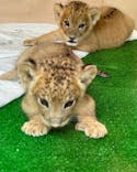 しろとり動物園に投稿された画像（2023/7/3）