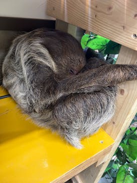 しろとり動物園に投稿された画像（2023/7/3）