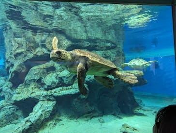 名古屋港水族館に投稿された画像（2023/7/3）