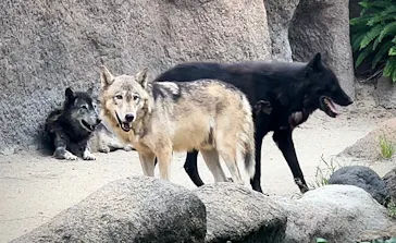 神戸どうぶつ王国に投稿された画像（2023/7/3）