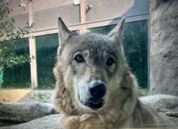 神戸どうぶつ王国に投稿された画像（2023/7/3）