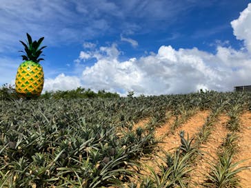 ナゴパイナップルパークに投稿された画像（2023/7/3）