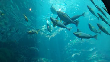 下田海中水族館に投稿された画像（2023/7/3）