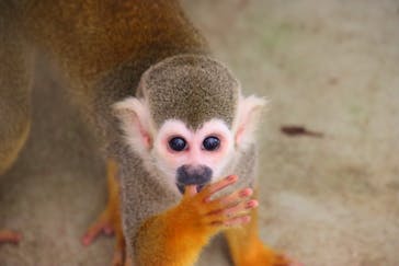 しろとり動物園に投稿された画像（2023/7/4）