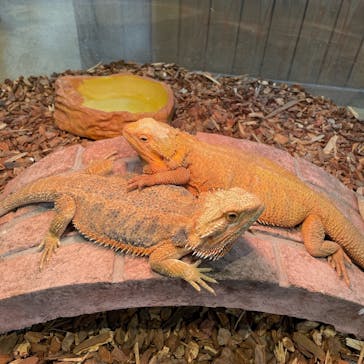 NARA IKIMONO MUSEUMに投稿された画像（2023/7/4）