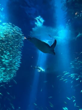 アクアワールド茨城県大洗水族館に投稿された画像（2023/7/4）
