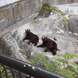 のぼりべつクマ牧場に投稿された画像（2023/7/4）