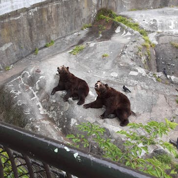 のぼりべつクマ牧場に投稿された画像（2023/7/4）