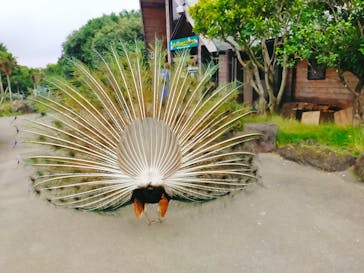 伊豆シャボテン動物公園に投稿された画像（2023/7/4）