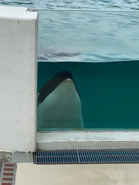 鴨川シーワールドに投稿された画像（2023/7/4）