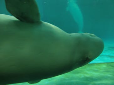 鴨川シーワールドに投稿された画像（2023/7/4）