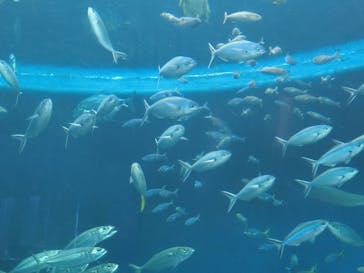 鴨川シーワールドに投稿された画像（2023/7/4）