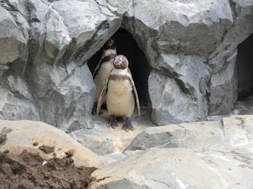 鴨川シーワールドに投稿された画像（2023/7/4）