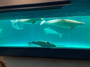 鴨川シーワールドに投稿された画像（2023/7/4）