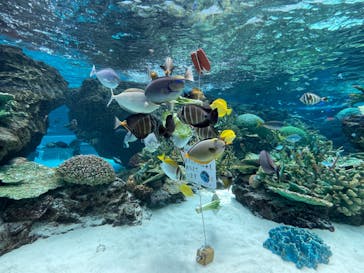 名古屋港水族館に投稿された画像（2023/7/4）