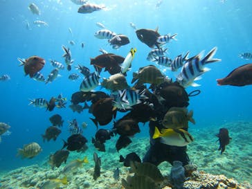 沖縄マリンサービス碧に投稿された画像（2023/7/5）