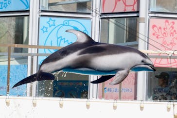 伊豆・三津シーパラダイスに投稿された画像（2023/7/5）