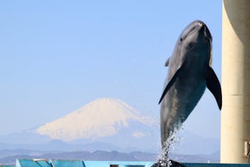 新江ノ島水族館に投稿された画像（2023/7/5）