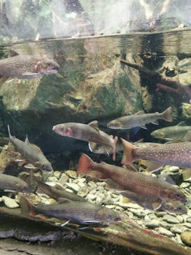 鴨川シーワールドに投稿された画像（2023/7/5）