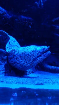 名古屋港水族館に投稿された画像（2023/7/5）