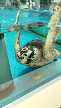 名古屋港水族館に投稿された画像（2023/7/5）