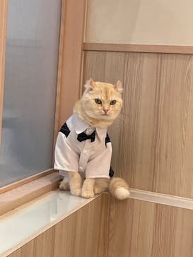 猫カフェモカ　イオンモール幕張新都心店に投稿された画像（2023/7/5）