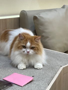 猫カフェモカ　イオンモール幕張新都心店に投稿された画像（2023/7/5）